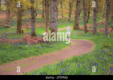 Eine junge blonde Besucherin erkundet im Frühjahr im Kinclaven Bluebell Wood in Perthshire, SC, einen Waldwald mit bunten Bluebells (Hyacinthoides) Stockfoto