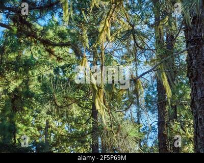 Verträumter Wald mit Flechten an den Ästen auf Teneriffa auf den kanarischen Inseln, Spanien Stockfoto