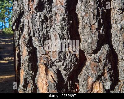 Nahaufnahme von Details verbrannter Baumrinde nach einem Waldbrand auf der kanarischen Insel teneriffa entlang einer Wanderung auf dem Vulkan el teide. Stockfoto