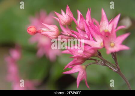 Makroaufnahme helles rosa Blume Nahaufnahme Bild Stockfoto