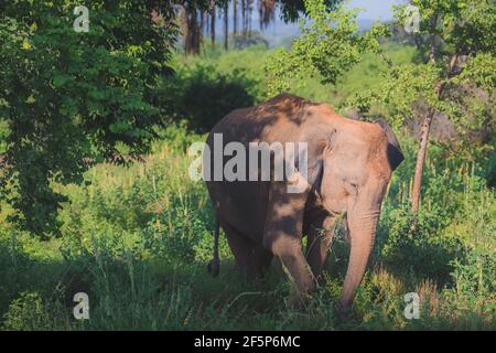 Ein schlammiger srilankischer Elefant (Elephas maximus maximus), Unterart des asiatischen Elefanten, der im Dschungel des Udawalawe National Park, Sri Lanka grast. Stockfoto