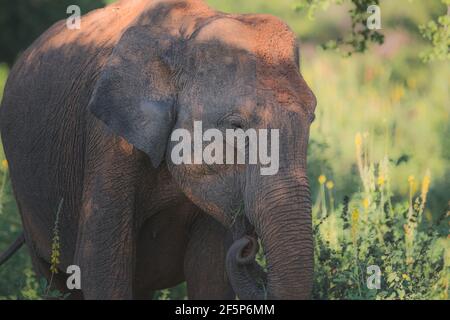 Ein schlammiger srilankischer Elefant (Elephas maximus maximus), Unterart des asiatischen Elefanten, der im Dschungel des Udawalawe National Park, Sri Lanka grast. Stockfoto