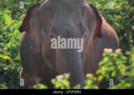 Ein weiblicher Sri-lankischer Elefant (Elephas maximus maximus), Unterart des asiatischen Elefanten im Dschungel des Udawalawe National Park, Sri Lanka. Stockfoto