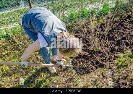 Landwirtschaft, Gartenbau, Landwirtschaft und Menschen Konzept - eine unkenntliche junge Frau mit einer Schaufel gräbt den Boden um einen schwarzen Johannisbeerbusch auf einem Bauernhof Stockfoto