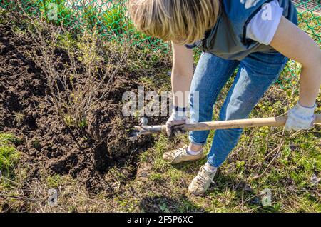 Landwirtschaft, Gartenbau, Landwirtschaft und Menschen Konzept - eine unkenntliche junge Frau mit einer Schaufel gräbt den Boden um einen schwarzen Johannisbeerbusch auf einem Bauernhof Stockfoto