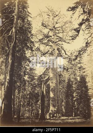 Sequoia Gigantea - 'Grizzly Giant' - Mariposa Grove. Carleton Watkins (Amerikanisch, 1829 - 1916) Stockfoto