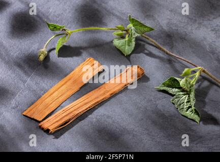 Rinde der Uncaria tomentosa Pflanze - Text Raum Stockfoto