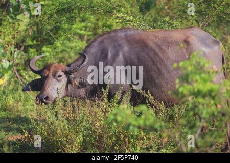 Ein männlicher Wildwasserbüffel (Bubalus arnee)-Stier oder asiatischer oder asiatischer Büffel im Udawalawe National Park, Sri Lanka. Stockfoto