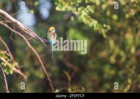 Tierporträt eines farbenfrohen grünen Bienenfressers (Merops orientalis) tropischer Vogel, der auf einem Baumzweig im Dschungel des Udawalawe National Park thront, Stockfoto