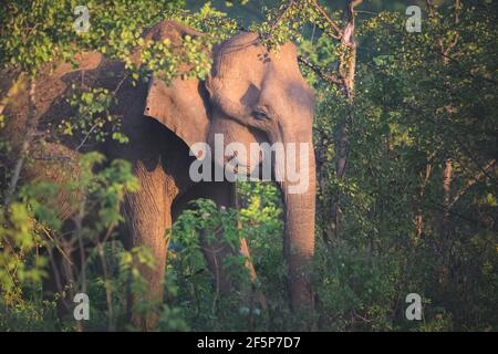 Goldenes Morgenlicht auf einem srilankischen Elefanten (Elephas maximus maximus), Unterart des asiatischen Elefanten im Dschungel des Udawalawe National Park, Sr Stockfoto