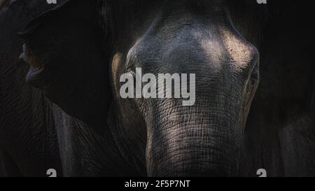 Nahaufnahme launisches Porträt mit dramatischem Licht und Schatten, die Textur zeigen Und Detail eines srilankischen Elefanten (Elephas maximus maximus) Stamm im jung Stockfoto