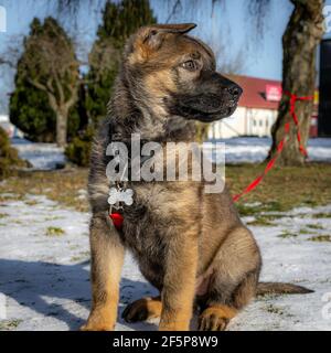 Ein Profilbild eines elf Wochen alten Schäferhundes in einem schneebedeckten Garten. Bild aus dem Landkreis Scania, Schweden Stockfoto