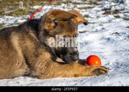 Ein elf Wochen alter Schäferhund spielt mit einer roten Kugel. Schnee im Hintergrund Stockfoto