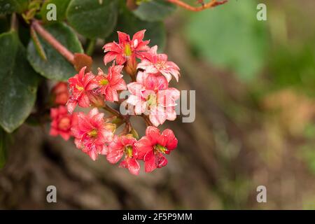 Rote kalanchoe Pflanze Blütenstand Nahaufnahme Stockfoto