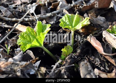 Helle erste Frühling grün wachsende Blätter von Alcea rosea (gemeine Hollyhock, Malve Blume) Nahaufnahme, natürliche organische Hintergrund Draufsicht Stockfoto