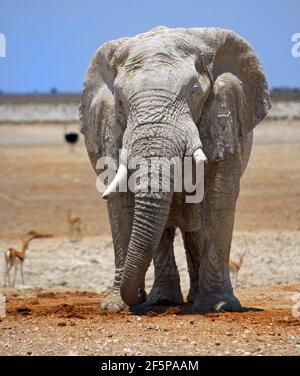 Riesiger afrikanischer Elefant, der auf der Etosha-Pfanne steht, mit Blick auf die Kamera, mit einem hellblauen Himmel und Wüstenhintergrund. Stockfoto