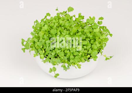 Kale Mikrogrüns in einer weißen Schale. Wachsende grüne Triebe von Blattkohl, Sämlinge und junge Pflanzen. Bereit zu essen, gekeimt lockiges Blatt Grünkohl. Stockfoto