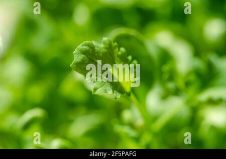 Kale-Blatt, Makrofoto. Wachsende grünen Trieb und Mikrogrün von Blattkohl, Keimling und junge Pflanze. Bereit zu essen, gekeimt lockiges Blatt Grünkohl. Stockfoto