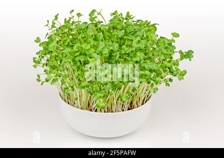 Daikon Rettich, Mikrogrün in einer weißen Schale. Frisch und bereit zu essen, sprießen japanische Rettich. Grüne Triebe, Sämlinge, junge Pflanzen und Blätter. Stockfoto