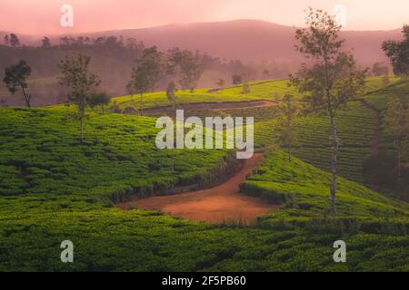 Landschaft Landschaft Blick auf Sri Lanka Hügelland, und terrassenförmige Teeplantage in Nuwara Eliya Dorf, Sri Lanka mit goldenem dunstigen Licht bei Sonnenuntergang Stockfoto