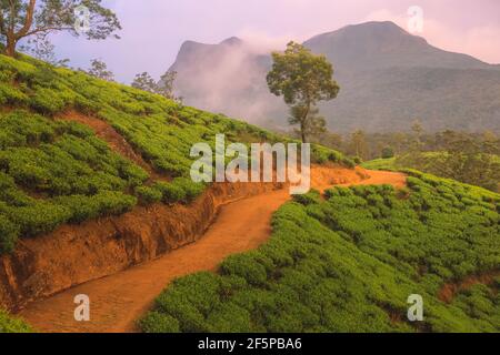 Landschaft Landschaft Blick auf Sri Lanka Hügelland, und terrassenförmige Teeplantage in Nuwara Eliya Dorf, Sri Lanka mit einer dramatischen, bunten Sonne Stockfoto