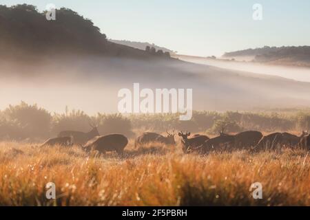 Eine Herde Sambar Hirsch (Rusa unicolor) An einem nebligen Morgen in der Landschaft von Horton Plains National Park im zentralen Hochland von Sri L. Stockfoto