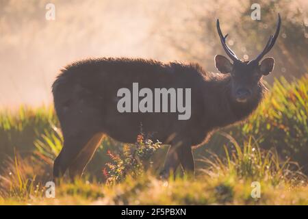 Goldenes Nebellicht auf einem Sambar Hirsch (Rusa unicolor) in der Landschaft des Horton Plains National Park im zentralen Hochland von Sri Lanka. Stockfoto