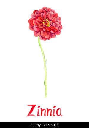 Zinnia rote Blume mit langem Stiel, isoliert auf weiß handbemalte Aquarell-Illustration mit handschriftlicher Inschrift Stockfoto