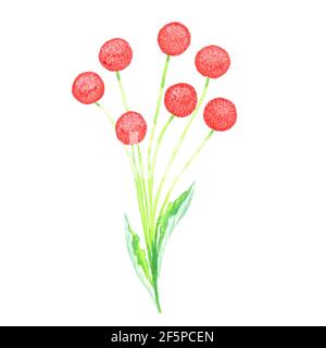 Bouquet von roten runden Blumen mit Blättern, isoliert auf weißen handgemalten Aquarell-Illustration Stockfoto
