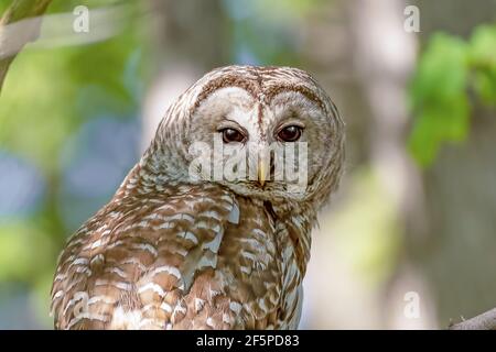 Nahaufnahme einer weiblichen Sperlingseule (Strix varia) Warten auf ihre beiden Eulchen, um das Nest zu verlassen Stockfoto