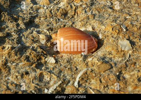 Alphabet-Kegel isoliert gegen einen gelben Kalkstein mit Spuren von versteinerten Muscheln und mit einer versteinerten, rauen Textur, die an der Küste der Algarve gefunden wurde Stockfoto
