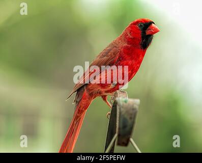 Der große rote Kardinal hält die Uhr aufrecht, während er auf der Stange sitzt. Stockfoto