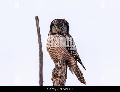 Nordkauz (Surnia ulula) Auf einem Baum auf der Suche nach Beute In Kanada Stockfoto