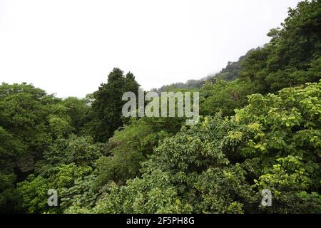 Babonneau Regenwald von St. Lucia Stockfoto