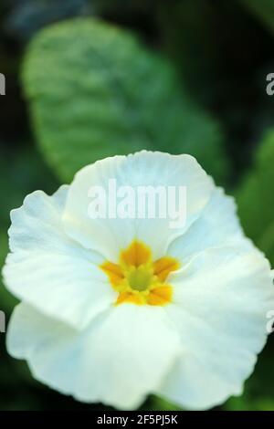 Weiße Primula mit zarten Blütenblättern, gelben Staubgefäßen und grünen Blättern im Garten, frühlingshafte primula Makro, Blumenfoto, Makrofotografie Stockfoto