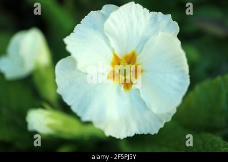 Weiße Primula mit zarten Blütenblättern, gelben Staubgefäßen und grünen Blättern im Garten, frühlingshafte primula Makro, Blumenfoto, Makrofotografie Stockfoto