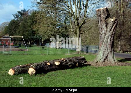 Teilweise gefällte Horse Chestnut Tree, Victoria Park, Leamington Spa, Warwickshire, Großbritannien Stockfoto