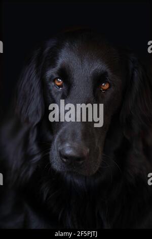 Kopf eines Flat Coated Retriever, der mit seinem originalgetreuen Look und schönen braunen Augen in die Kamera schaut. Vertikales Bild, schwarzer Hintergrund Stockfoto