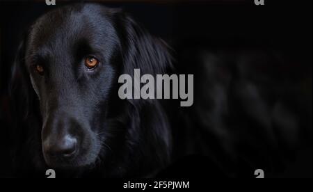 Flat Coated Retriever blickt mit seinem originalgetreuen Look und schönen braunen Augen in die Kamera. Konzentrieren Sie sich auf das Auge. Kopierbereich, schwarzer Hintergrund Stockfoto