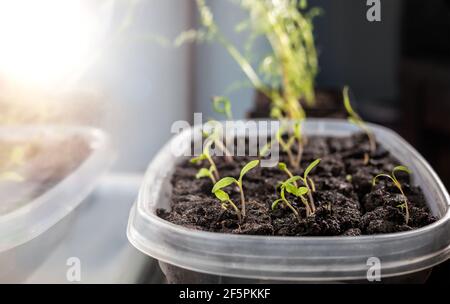 Tomatensämling begann im Innenbereich, auf der Fensterbank. Gerade entstanden winzige Pflanzen mit Cotyledons. Bestimmen Sie 'Tasmanische Schokolade' Erbstück Buschtomate in CO Stockfoto