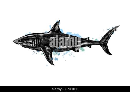 Großer weißer Hai aus einem Spritzer Aquarell, farbige Zeichnung, realistisch. Vektordarstellung von Farben Stock Vektor