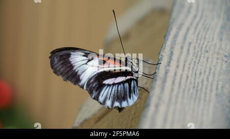 Postman Schmetterling Seitenansicht mit geschlossenen Flügeln - schwarz weiß Und rote Farben Stockfoto