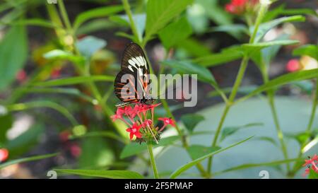 Karmesinrot geflickte Schmetterlinge auf roten Blüten, weißen, roten und schwarzen Flügeln Stockfoto