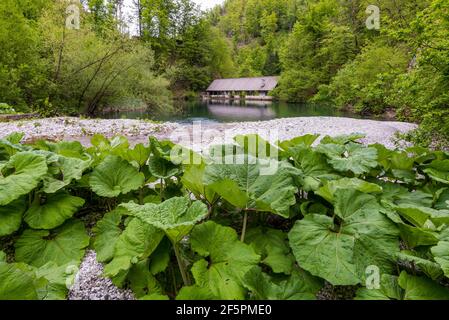 Klavze Wasserbarrieren im Tal des Flusses Kanomljica, Spodnja Idrija, Slowenien Stockfoto
