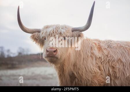 Nahaufnahme eines weißen Hochland-Kuhbullen (bos taurus taurus) oder eines hariy coo an einem frostigen, kalten Wintertag in den schottischen Highlands, Schottland. Stockfoto