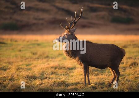 Tierporträt eines Rothirsches (Cervus elaphus scotcus) in der goldenen Landschaft von Glen Etive in den schottischen Highlands, Schottland. Stockfoto