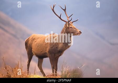 Tierporträt eines Rothirsches (Cervus elaphus scotcus) in der Berglandschaft von Glen Etive in den schottischen Highlands, Schottland. Stockfoto