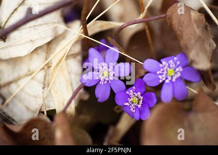 Drei blühende Leberblüten (Hepatica nobilis oder auch Anemone hepatica), eine der ersten Frühlingsblüten zwischen trockenem Blatt im Wald, aus der Nähe. Stockfoto