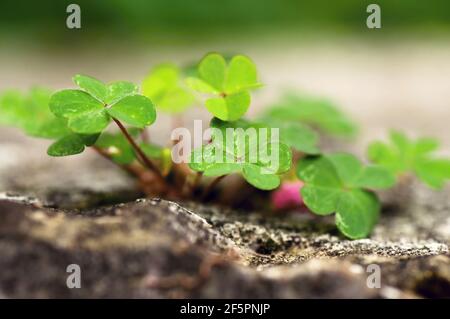 Grüne Blätter von Oxalis (auch bekannt als Holzschnäuze, wegen des sauren Geschmacks), die aus Stein wachsen, auf verschwommenem Hintergrund. Stockfoto
