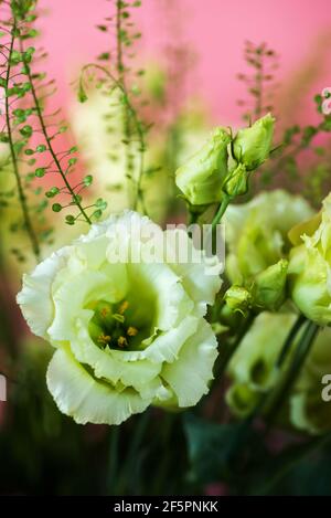 Lisianthus (eustoma) Blume auf rosa Hintergrund, Nahaufnahme. Stockfoto